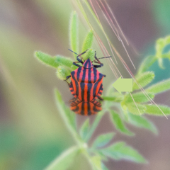 Graphosoma italicum italicum