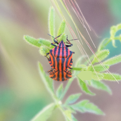 Graphosoma italicum italicum