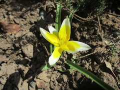 Tulipa turkestanica