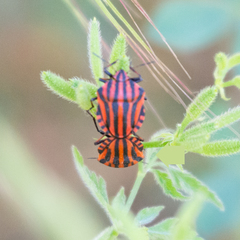 Graphosoma italicum italicum