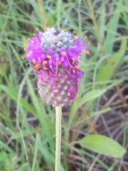 Dalea compacta pubescens