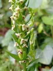 Platanthera pollostantha