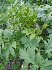 Heracleum sphondylium sibiricum