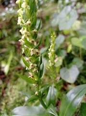Platanthera pollostantha