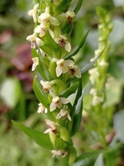 Platanthera pollostantha