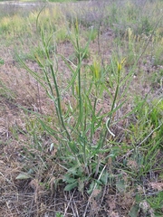 Chondrilla latifolia