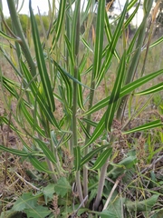 Chondrilla latifolia
