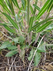 Chondrilla latifolia