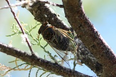 Diceroprocta cinctifera