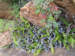 Blechnum punctulatum punctulatum