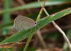 Symbiopsis lenitas