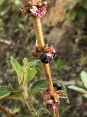 Miconia sericea