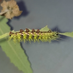 Automeris naranja