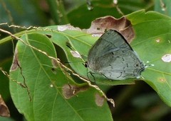 Ostrinotes sophocles