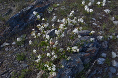 Amelanchier cusickii