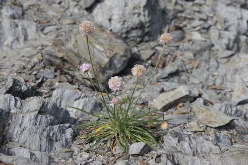 Armeria ruscinonensis, photograph 2