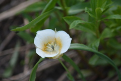 Calochortus subalpinus
