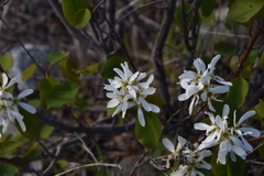 Amelanchier cusickii