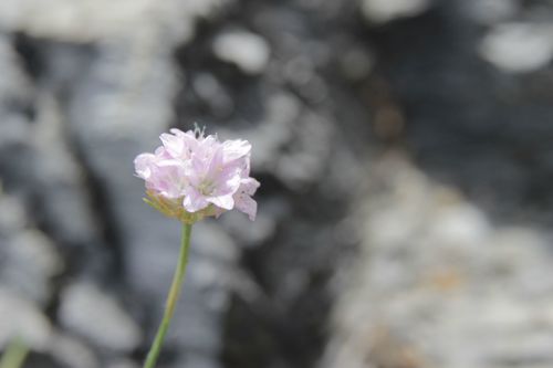 Armeria ruscinonensis, photograph 3