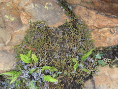 Selaginella caffrorum