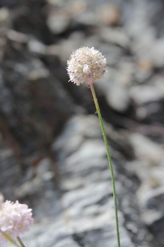 Armeria ruscinonensis, photograph 4