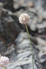 Armeria ruscinonensis, photograph Olivier Argagnon, CC BY, iNaturalist via GBIF