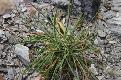 Armeria ruscinonensis, photograph 5