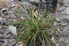 Armeria ruscinonensis, photograph Olivier Argagnon, CC BY, iNaturalist via GBIF