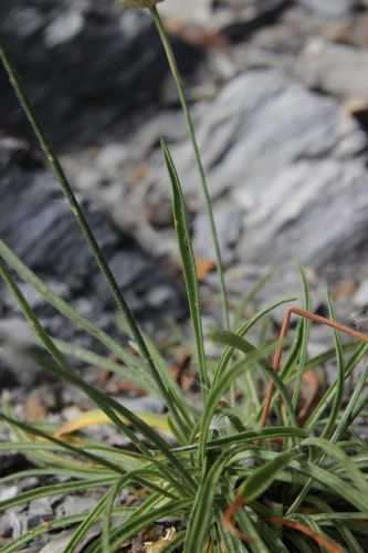 Image of Armeria ruscinonensis by (c) Olivier Argagnon, some rights reserved (CC BY)
