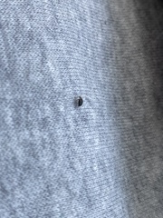 Rhyzobius lophanthae