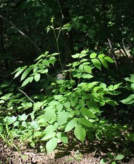 Aruncus sylvester sylvester