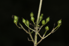 Scrophularia lanceolata