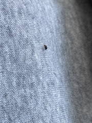 Rhyzobius lophanthae