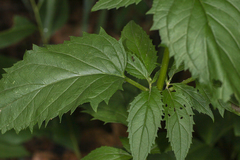 Scrophularia lanceolata