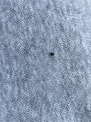 Rhyzobius lophanthae