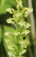 Platanthera flava herbiola