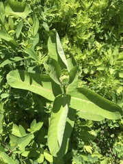 Asclepias syriaca
