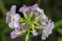 Phlox glaberrima interior
