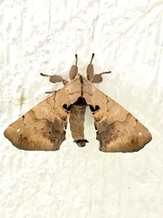 Apatelodes torrefacta