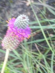 Dalea compacta pubescens