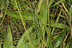 Juncus anthelatus