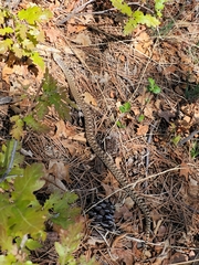 Pituophis catenifer sayi