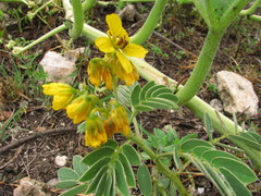 Senna uniflora