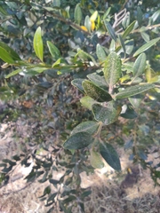 Buxus sempervirens