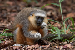 Plecturocebus vieirai