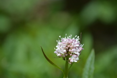 Valeriana sitchensis