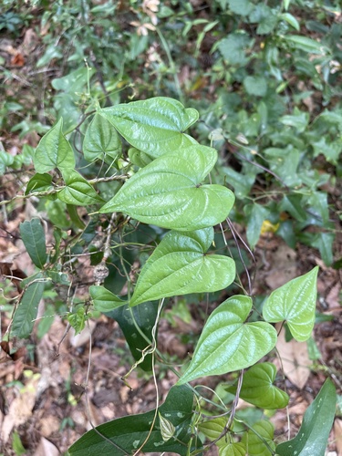 Florida yam (Dioscorea floridana)