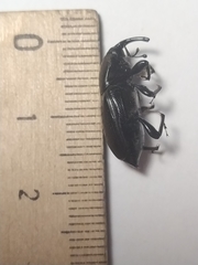 Sphenophorus striatopunctatus