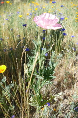 Papaver somniferum