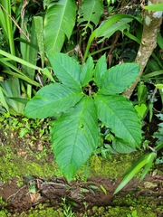 Xanthosoma wendlandii